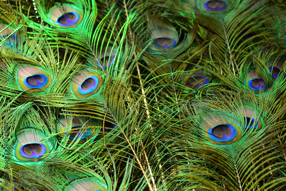 Fototapeta premium peacock feathers on a green background.vintage