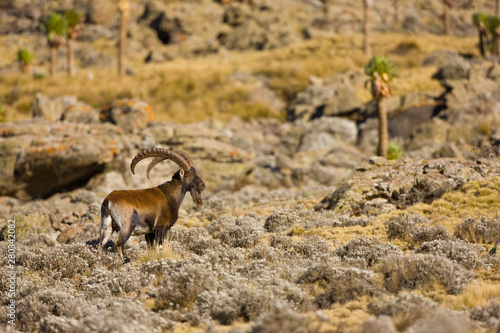 Cabra Ibex Walia, Montañas Simien, Etiopia, Africa