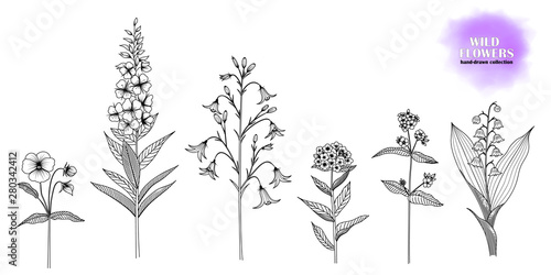 Set of hand-drawn, ink drawn wild flowers: Forget-me-not, lungwort, lily of the valley, willow herb, bellflower, violet. Black and white. Vector EPS 10.