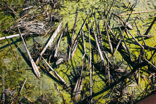 Sewage green water with mold outdoors. Dirty lake. Environment pollution. Ecological disaster.