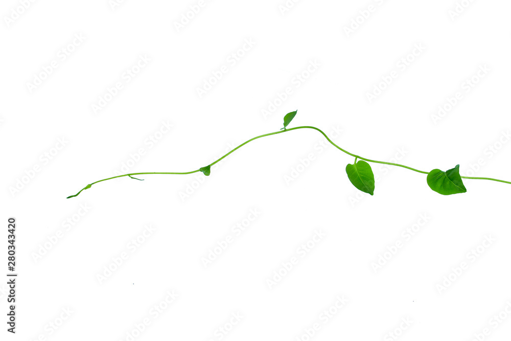 Foto Twisted jungle vines liana plant with heart shaped green leaves isolated on white background, clipping path included