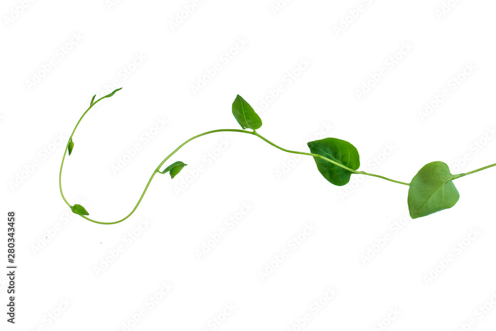 Twisted jungle vines liana plant with heart shaped green leaves isolated on white background, clipping path included. - obrazy, fototapety, plakaty 