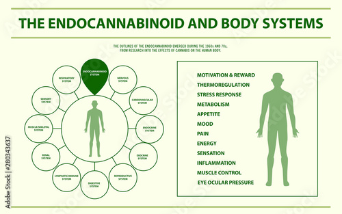 Endocannabinoid and Body Systems - Endocannabinoid System horizontal infographic illustration about cannabis as herbal alternative medicine and chemical therapy, healthcare and medical science vector. photo
