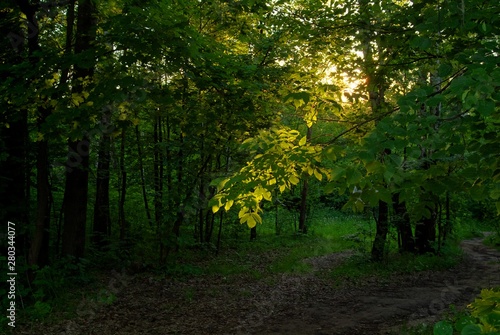 sunlight through the trees in the evening in summer , Russia.
