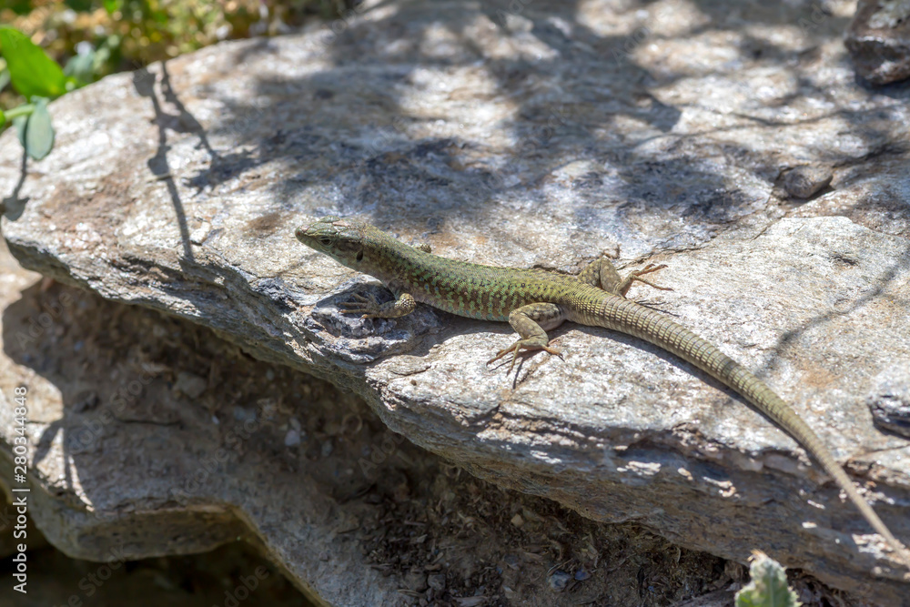 Erhard's Wall Lizard (Podarcis erhardii naxensis) sitting on a stones close-up in a sunny day Erhard's Wall Lizard (Podarcis erhardii naxensis) sitting on a stones close-up in a sunny day