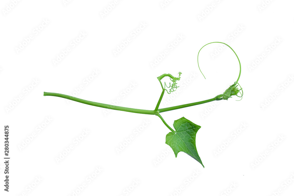 The unique top of the leaf forms an isolated forest border with a white background, creative layout, can be used as a logo with the concept of returning to nature, including the cliping path
