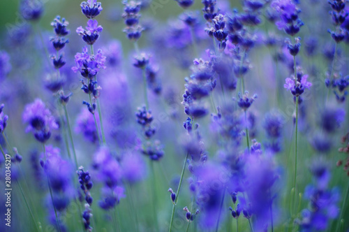 Lavender flower bushes closeup on field