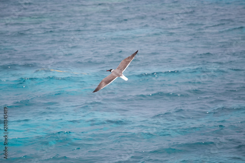 Seagull flying summer sea background