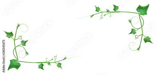 frame borders and creative layouts are made from twisted tropical leaves  isolated on white background  concept back to nature  save earth  including the cliping path 