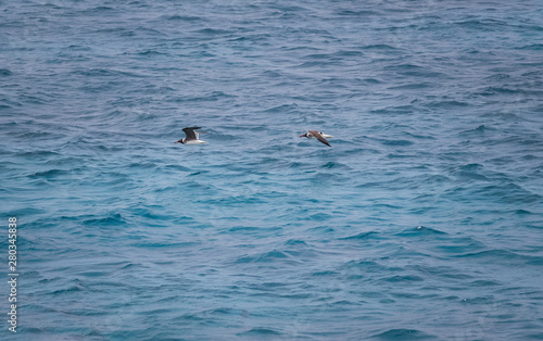 Seagull flying summer sea background