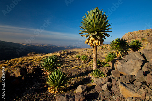 Lobelia gigante en la zona de Chennek, Montañas Simien, Etiopia, Africa photo