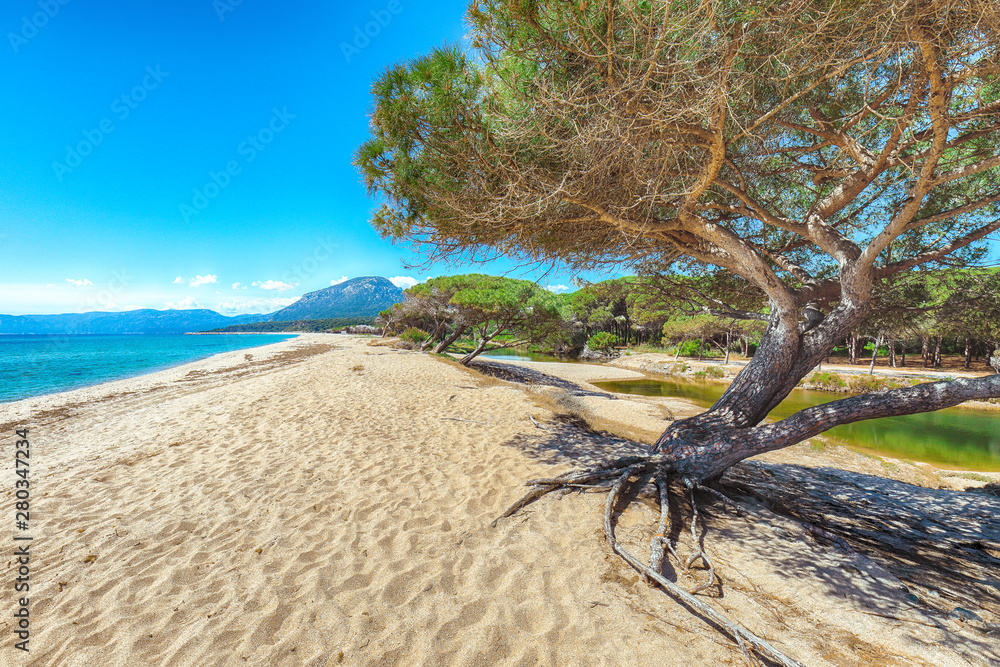 Splendid  view of Maritime pine trees and Osala Beach in national park Stagno Longu.