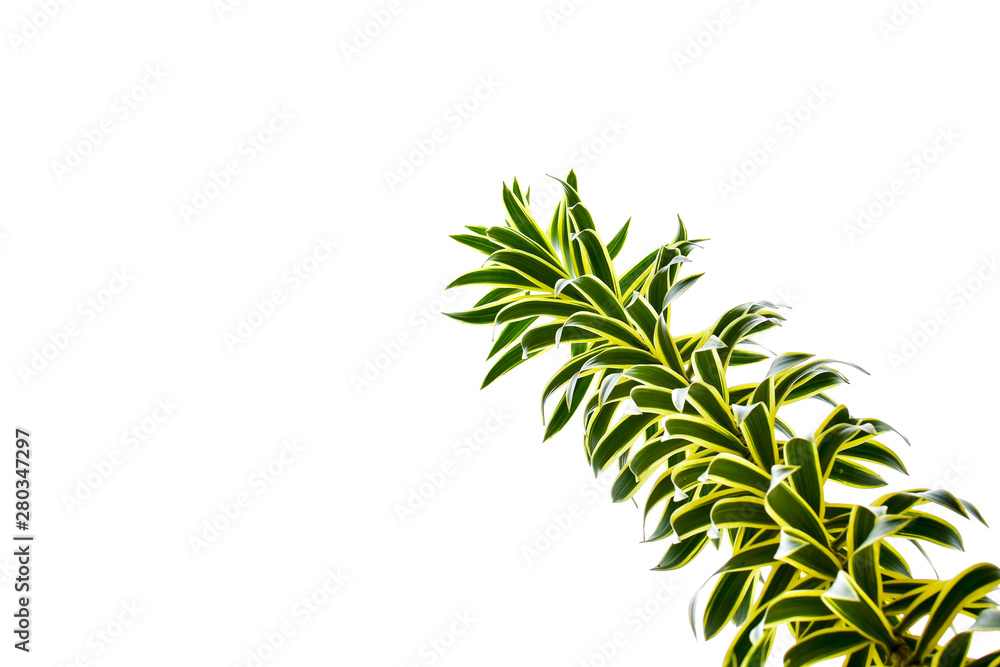 Fototapeta premium tropical forest plants isolated on white background