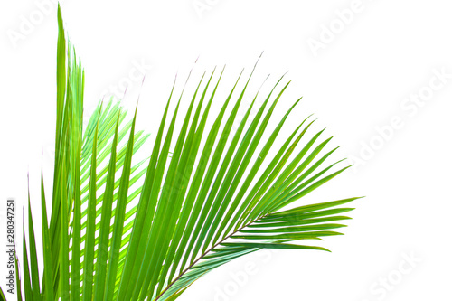 Coconut Palm tree with white sky  beautiful tropical background  summer concept