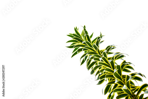 tropical forest plants isolated on white background