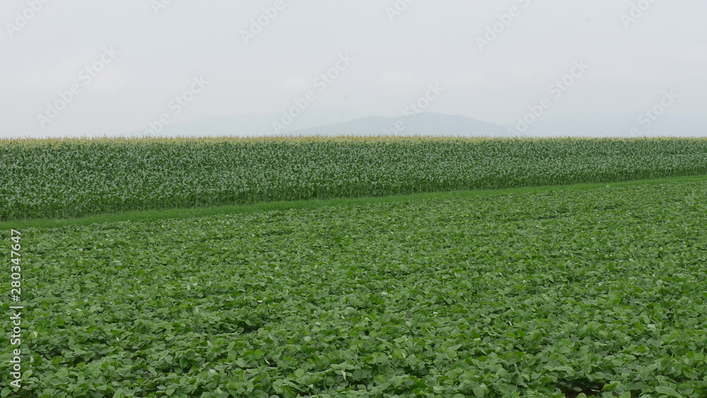 green field green field