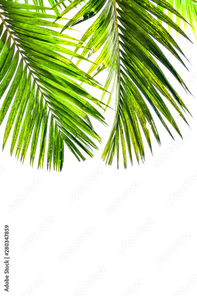 palm leaves isolated on white background