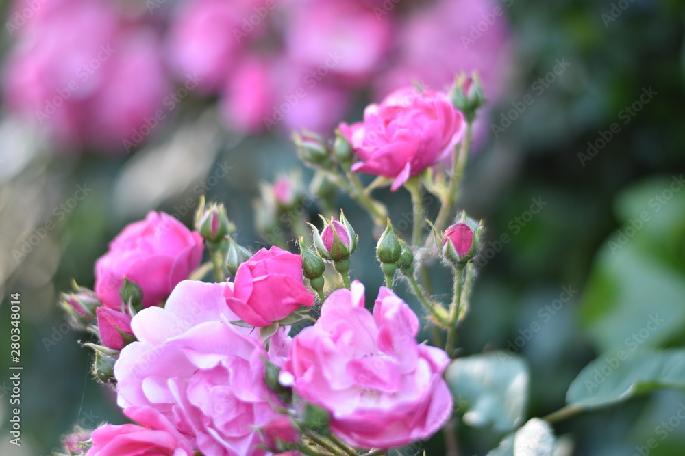 Rosa Rosenblüten Rosa Rosenblüten