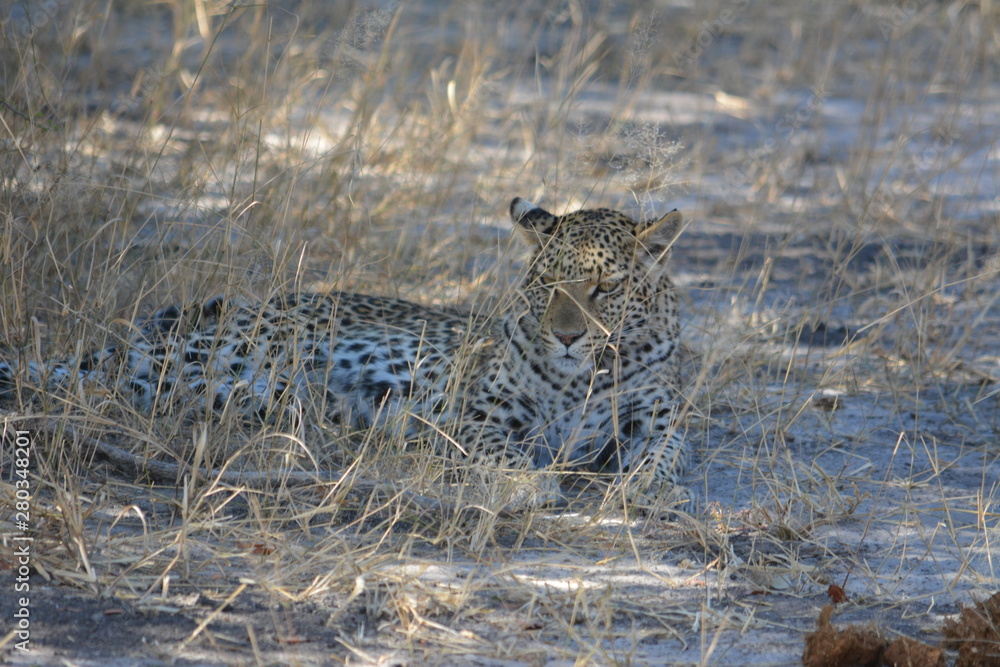 BOTSUANA (safari fotografico)