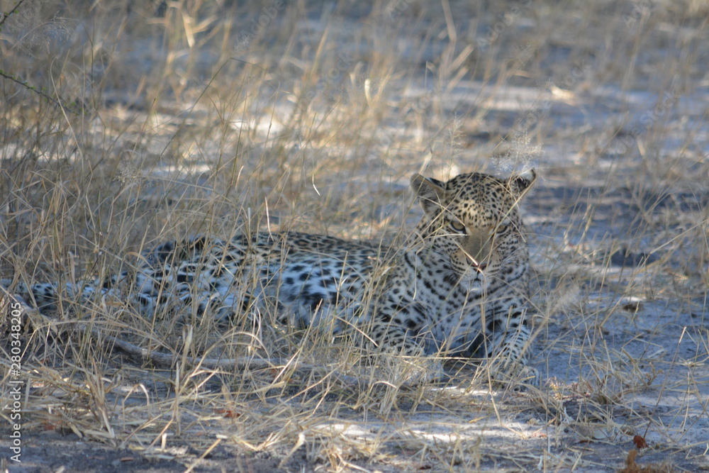 BOTSUANA (safari fotografico)