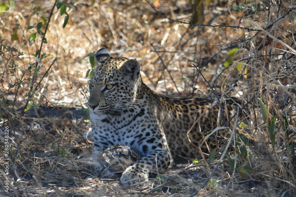 BOTSUANA (safari fotografico)