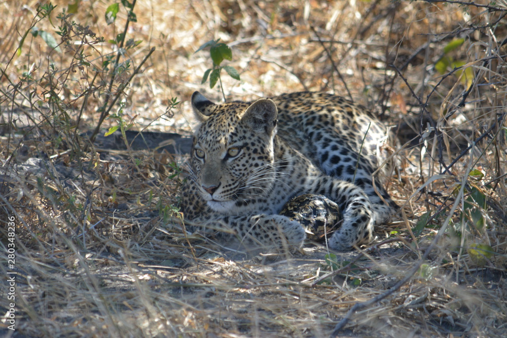 BOTSUANA (safari fotografico)