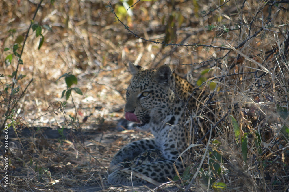 BOTSUANA (safari fotografico)