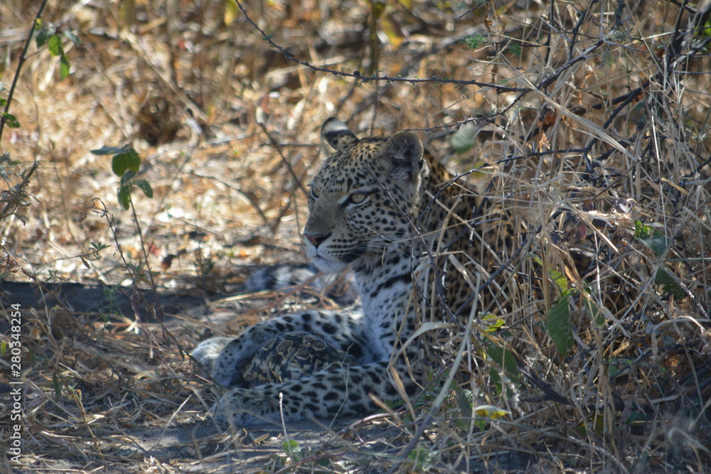 BOTSUANA (safari fotografico)