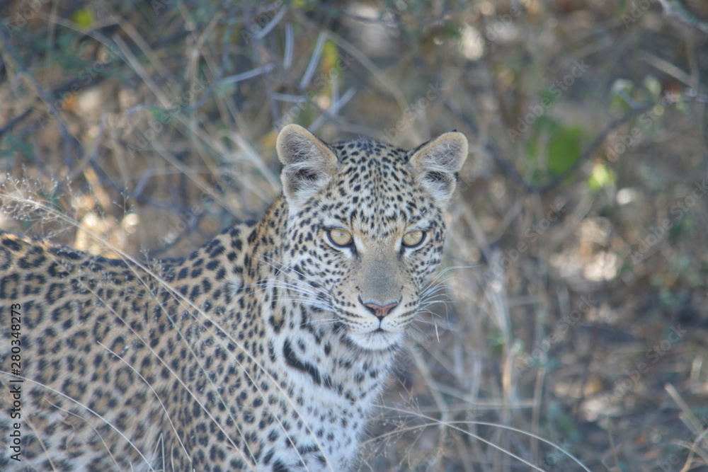 BOTSUANA (safari fotografico)