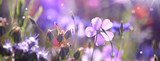 Blumenwiese im Sommer - Blumen Wiese Hintergrund Panorama