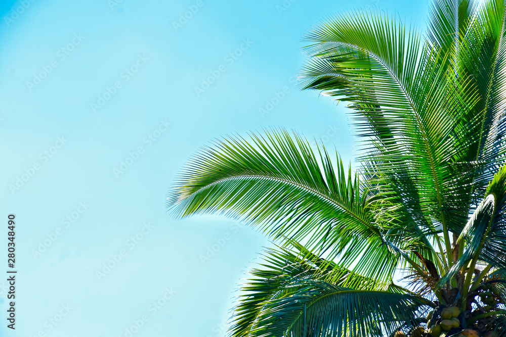 Palm leaves with blue sky background