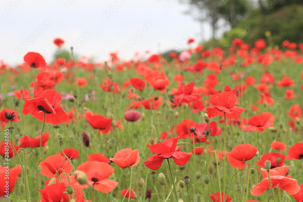 field of poppies