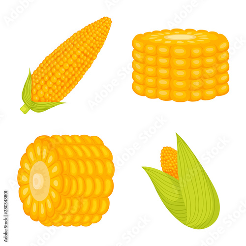 Isolated object of maize and food logo. Collection of maize and crop vector icon for stock.