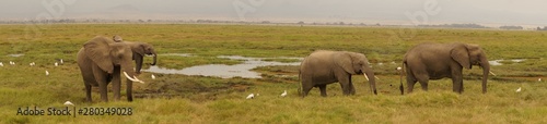 Kenyan elephants