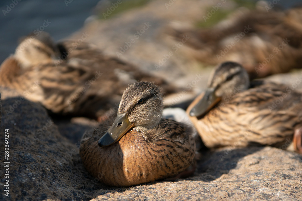 Fototapeta premium Wild Duck Nestling