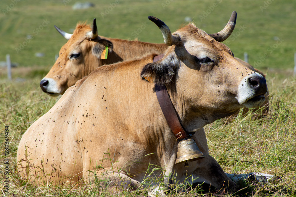 bovine species called Aubrac , Vache de l'Aubrac, Lozere, France bovine species called Aubrac , Vache de l'Aubrac, Lozere, France
