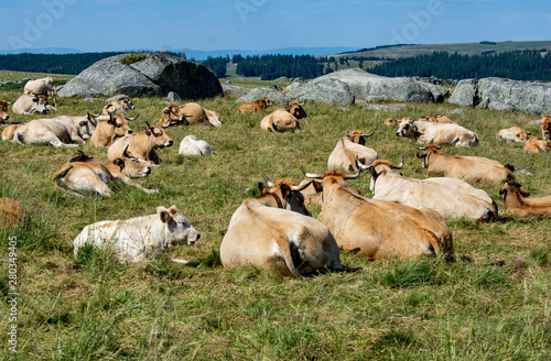 Wallpaper Mural Herd of cows and calves of bovine species called  Aubrac , Vaches et veaux de l'Aubrac, Lozere, France Torontodigital.ca