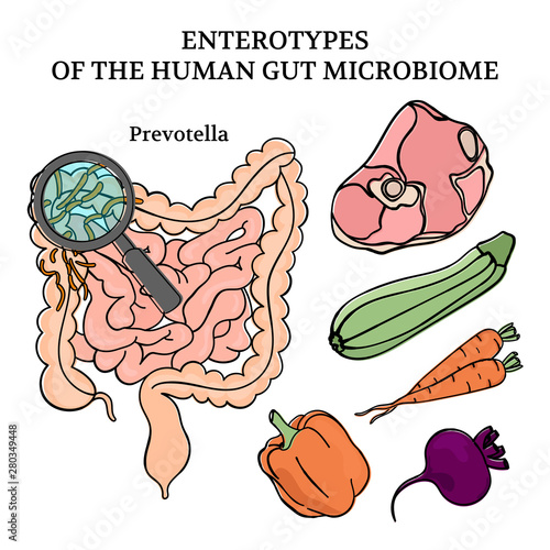 MICROBIOM ENTEROTYPES PREVOTELLA Intestines Medicine Scheme Anatomy Human Handdraw Vector Illustration Set