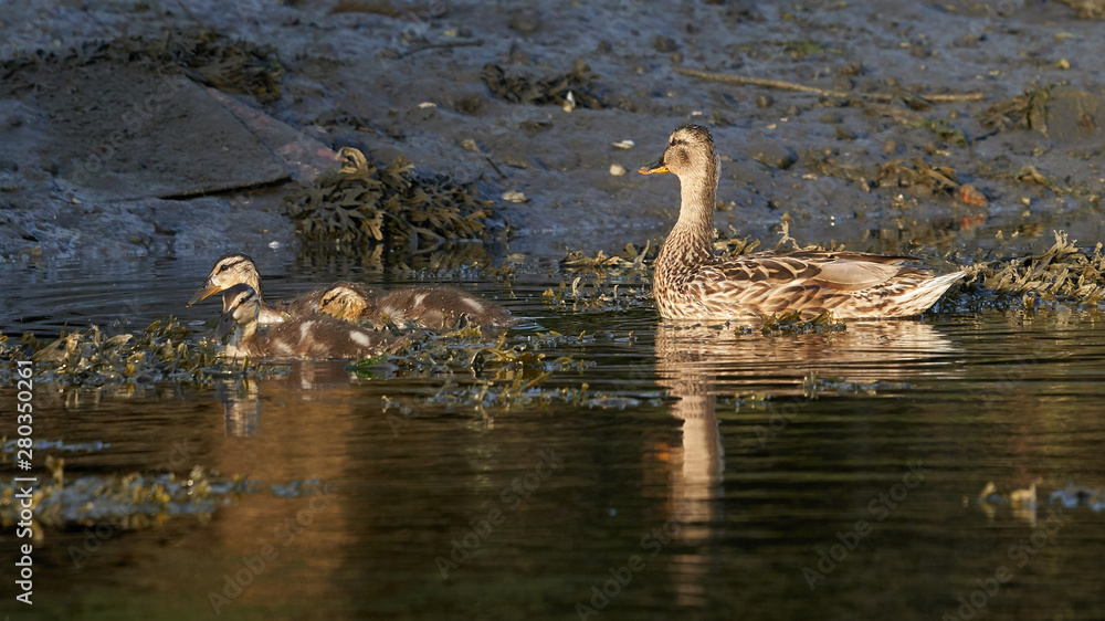 Female Mallard and Ducklings Swimming