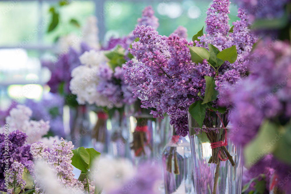 Obraz premium White and violet lilac in the vases