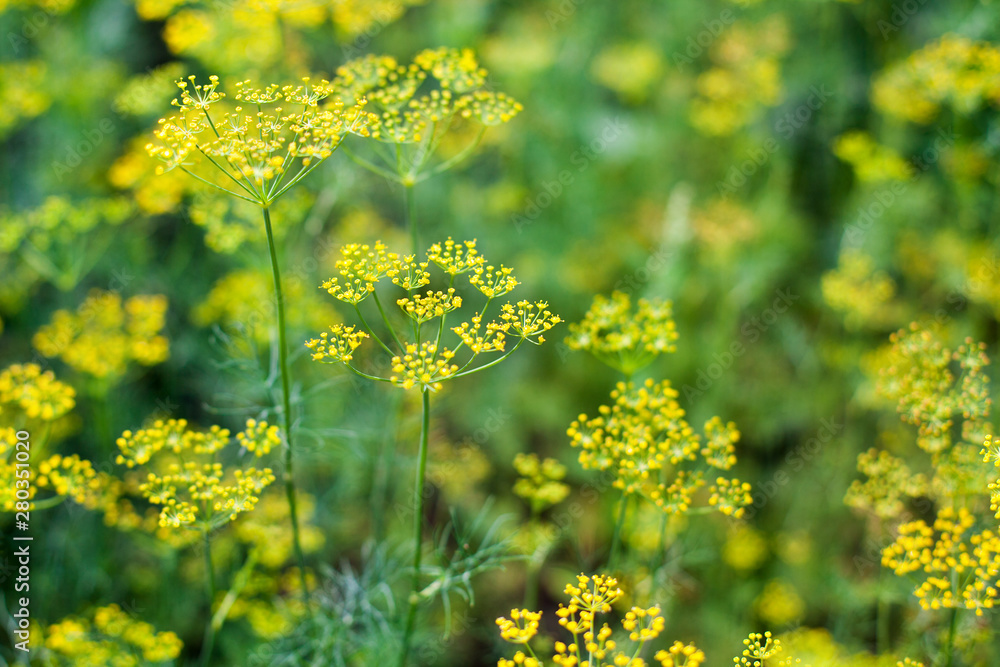 Fototapeta premium Green dill bush on blurred bokeh background close up, fennel branches with yellow seeds macro, agricultural blooming field, beautiful sunny summer season meadow, natural herbal landscape, food spice