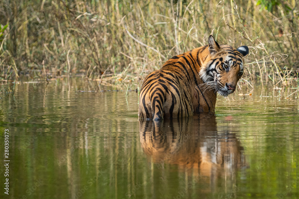 Royal bengal male tiger resting and cooling off in water body. Animal in  green forest stream. Wild cat in nature habitat at bandhavgarh national  park, madhya pradesh, india, asia Stock Photo |