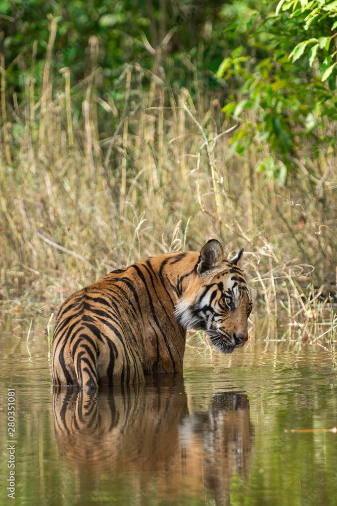 Naklejka premium Royal bengal male tiger resting and cooling off in water body. Animal in green forest stream. Wild cat in nature habitat at bandhavgarh national park, madhya pradesh, india, asia 