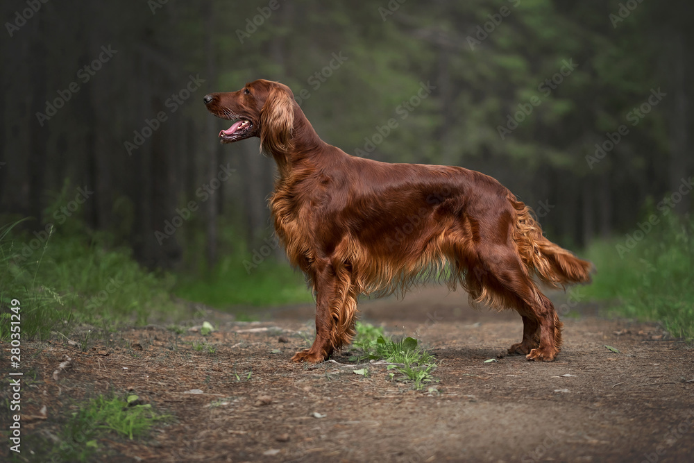 Irish setter in summer forest