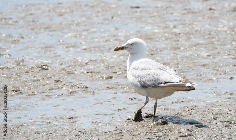 Goeland Goeland