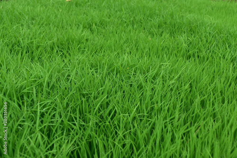 a stretch of green grass in a park a stretch of green grass in a park