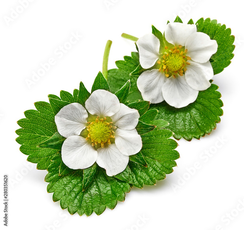 Green Leaves Berries Strawberry with White Flowers. Fruity Still Life. Gardening and Farming. Isolated on white background.