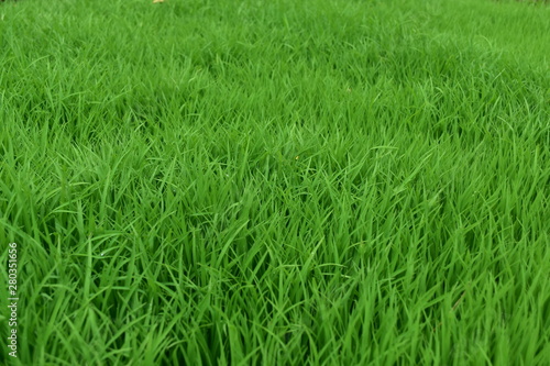 a stretch of green grass in a park