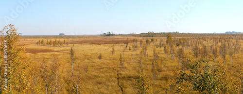 Autumn marsh landscape