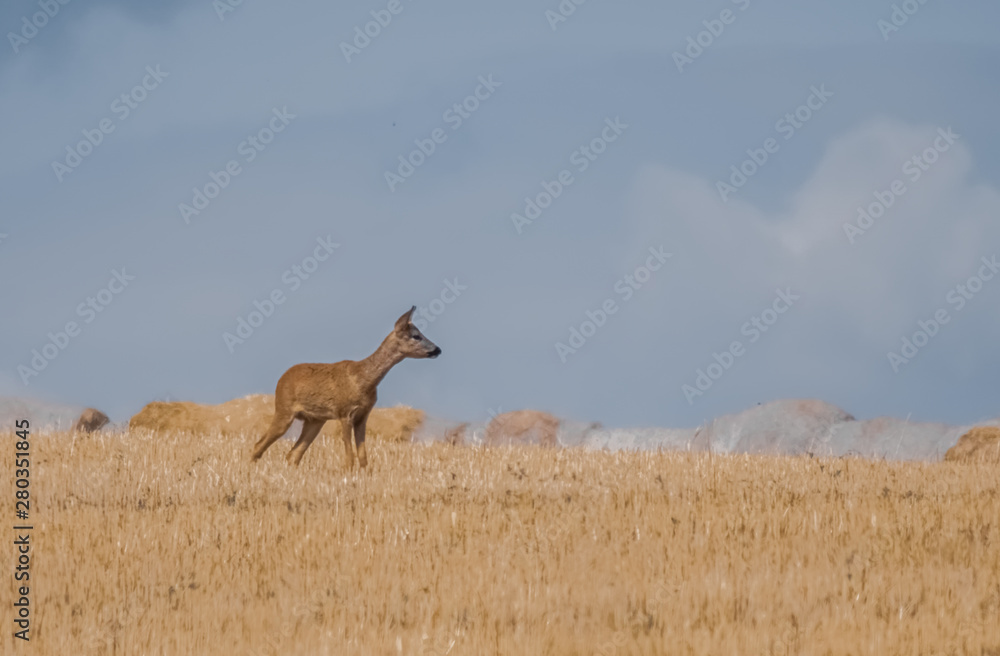 Fototapeta premium Reh auf dem Feld